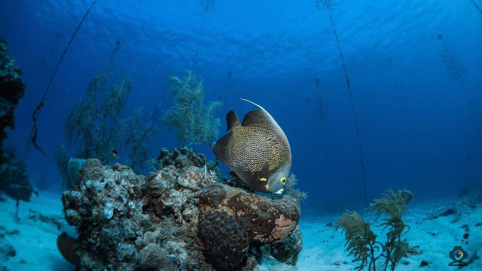 Scuba diving with Roatan Divers — photo 3 of 5