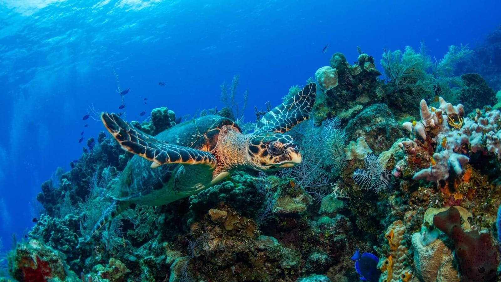 Scuba diving with Roatan Divers — photo 4 of 5