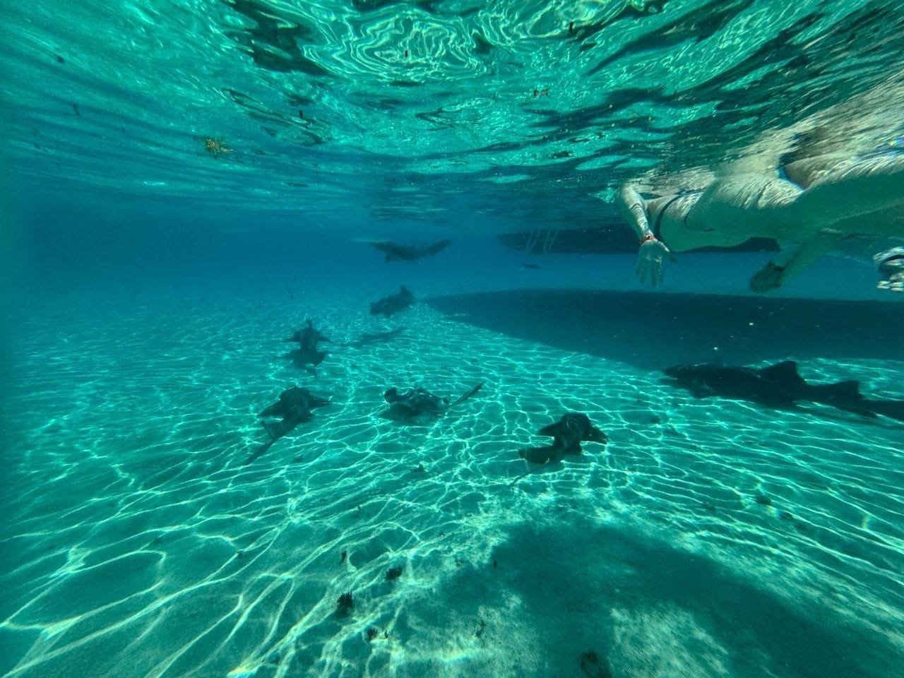 Scuba diving — West End — photo 2 of 7
