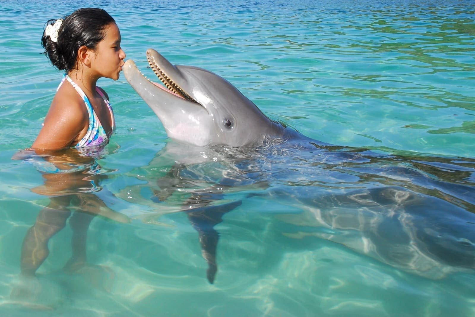 Dolphin encounters at Anthony's Key — photo 4 of 8