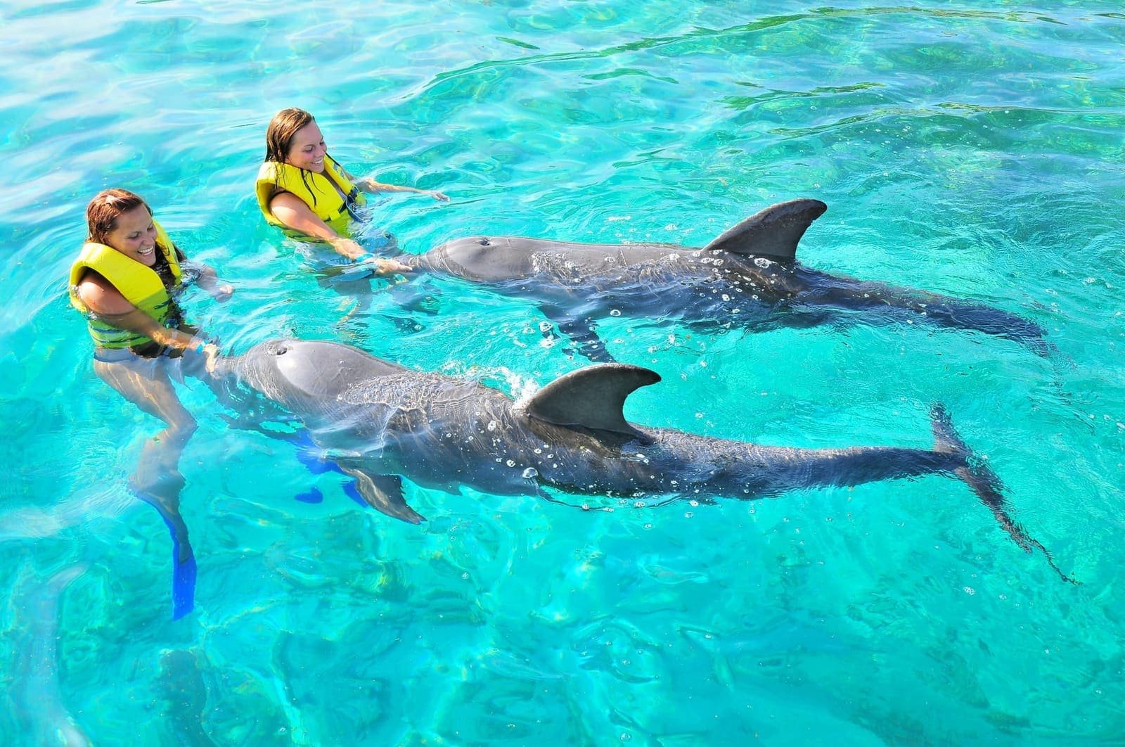Dolphin encounters at Anthony's Key — photo 5 of 8