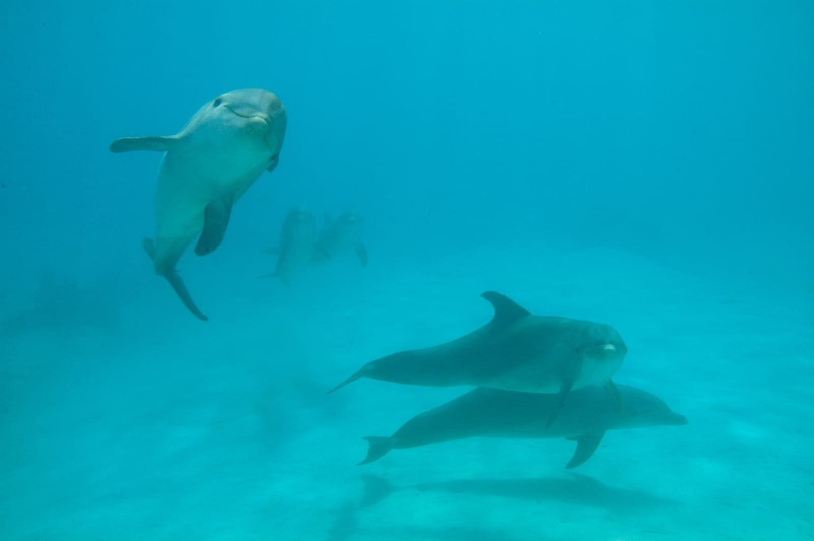 Dolphin encounters at Anthony's Key — photo 6 of 8