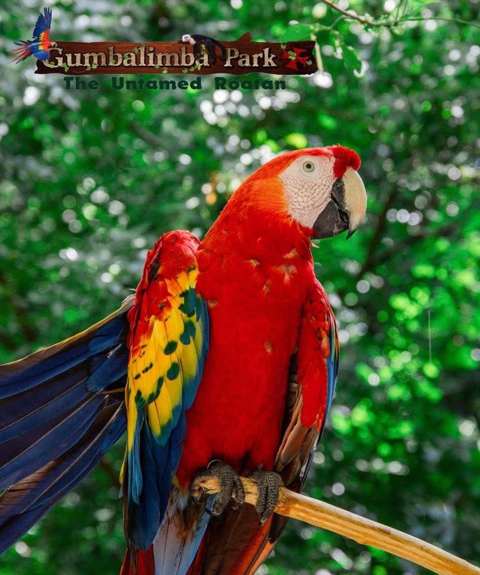 Gumbalimba Park — zipline & wildlife — photo 3 of 12