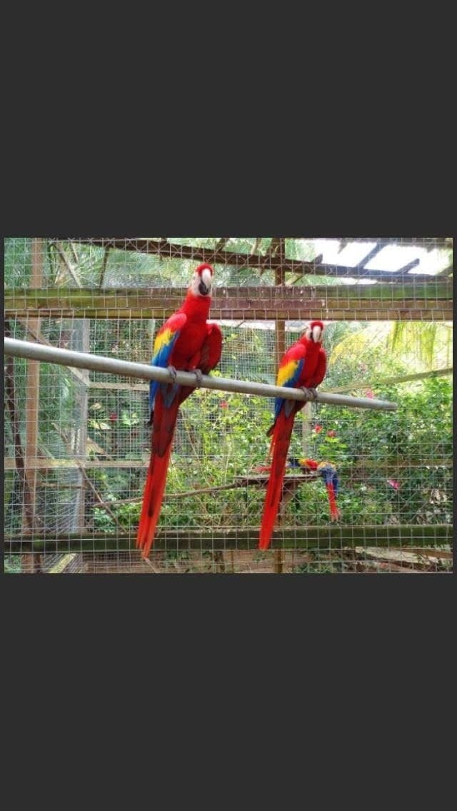 Mayan Jungle — animal park — photo 6 of 10