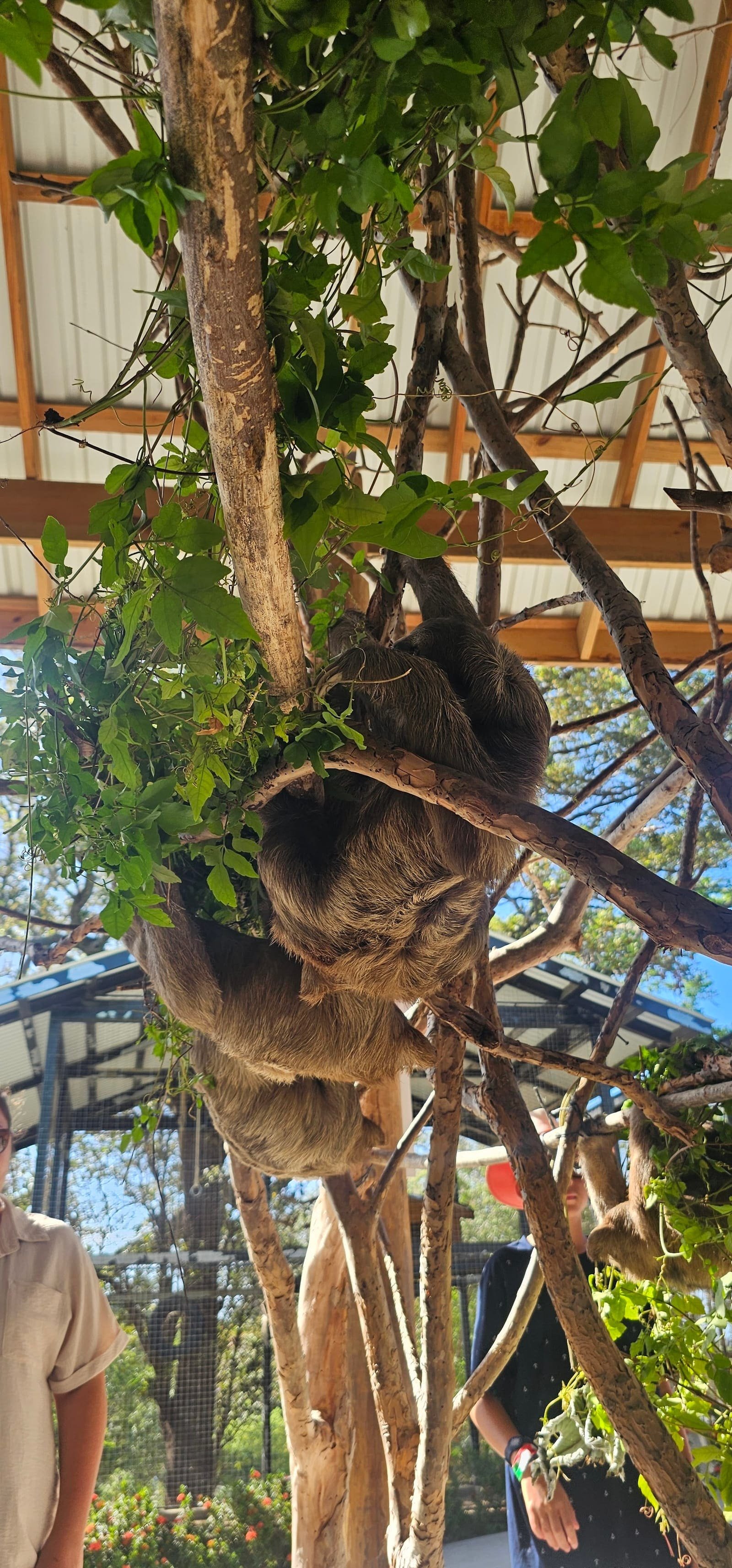 Monkey & Sloth Hangout — photo 3 of 5