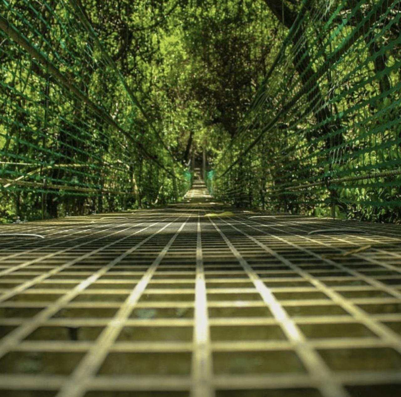 Zuperman canopy & trails — photo 11 of 12