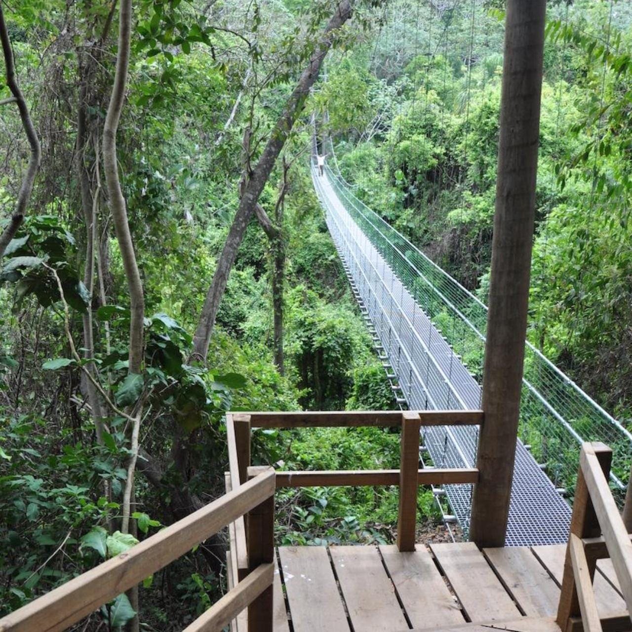 Zuperman canopy & trails — photo 4 of 12